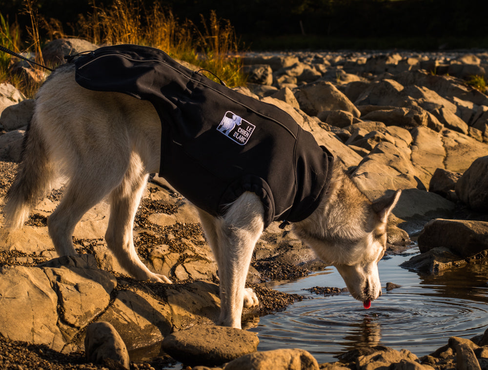 manteau le chien blanc